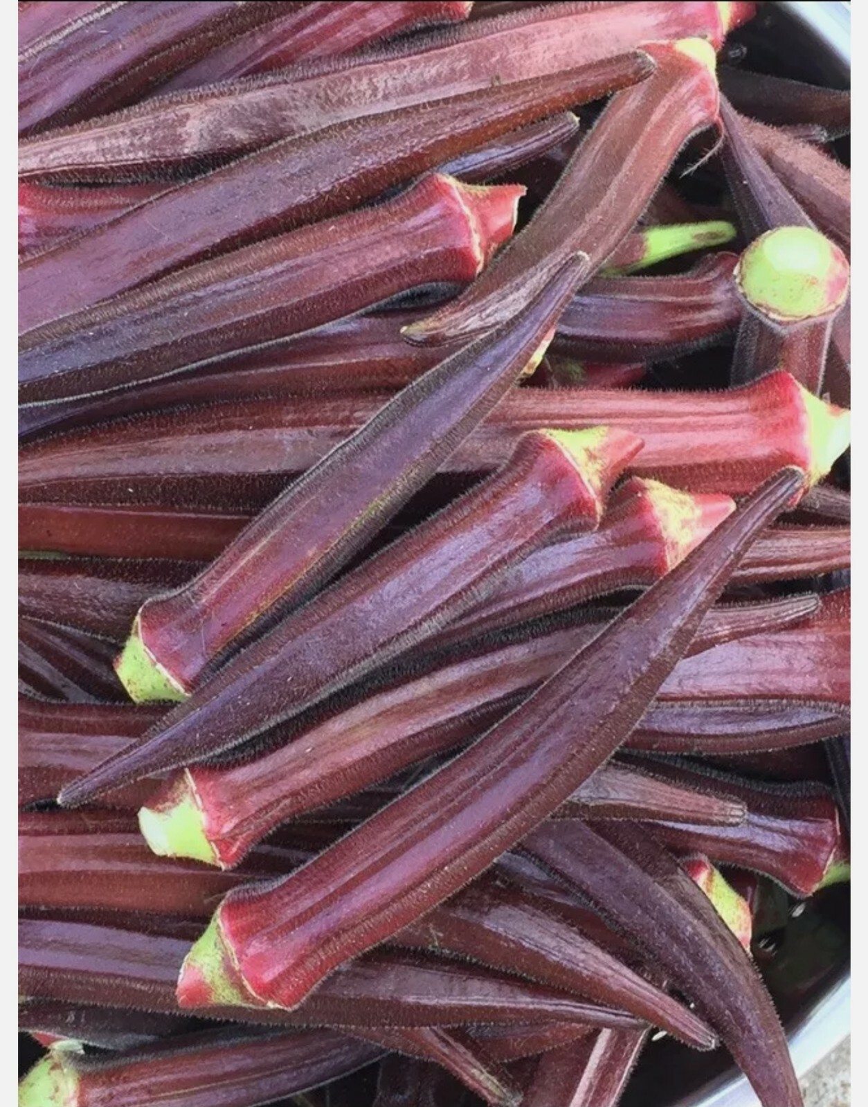 25+ Red Burgundy Okra Seeds (Abelmoschus Esculentus)