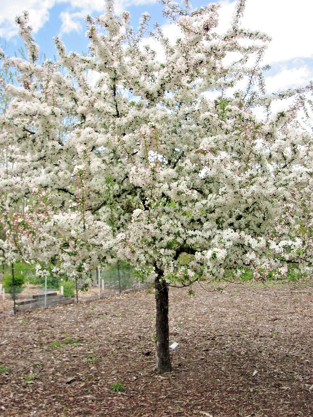 Sargent’s Crabapple Tree | Premium Seeds | Malus sargentii ‘Spring’ | Plants’®