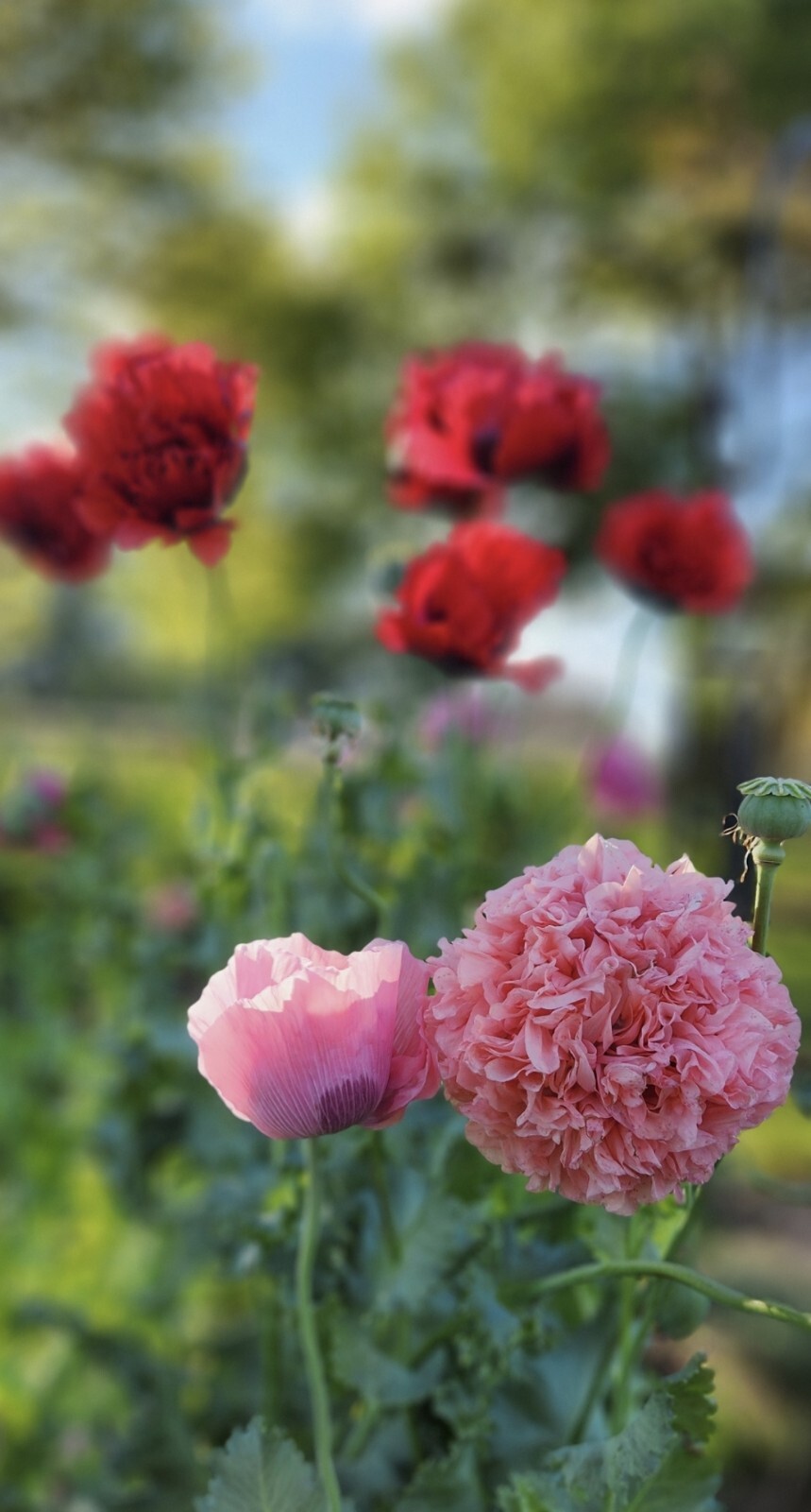 Variety Poppy Seed Mix Papever Somniferum Seeds 1000 Seeds Easy Germinate