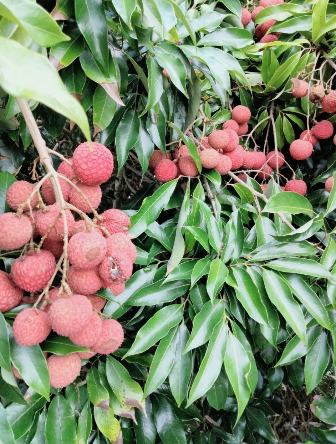  LYCHEE KAIMANA FRUIT TREE 10 CUTTINGS FROM 8-12inch LONG UNROOTED  FOR GRAFTING