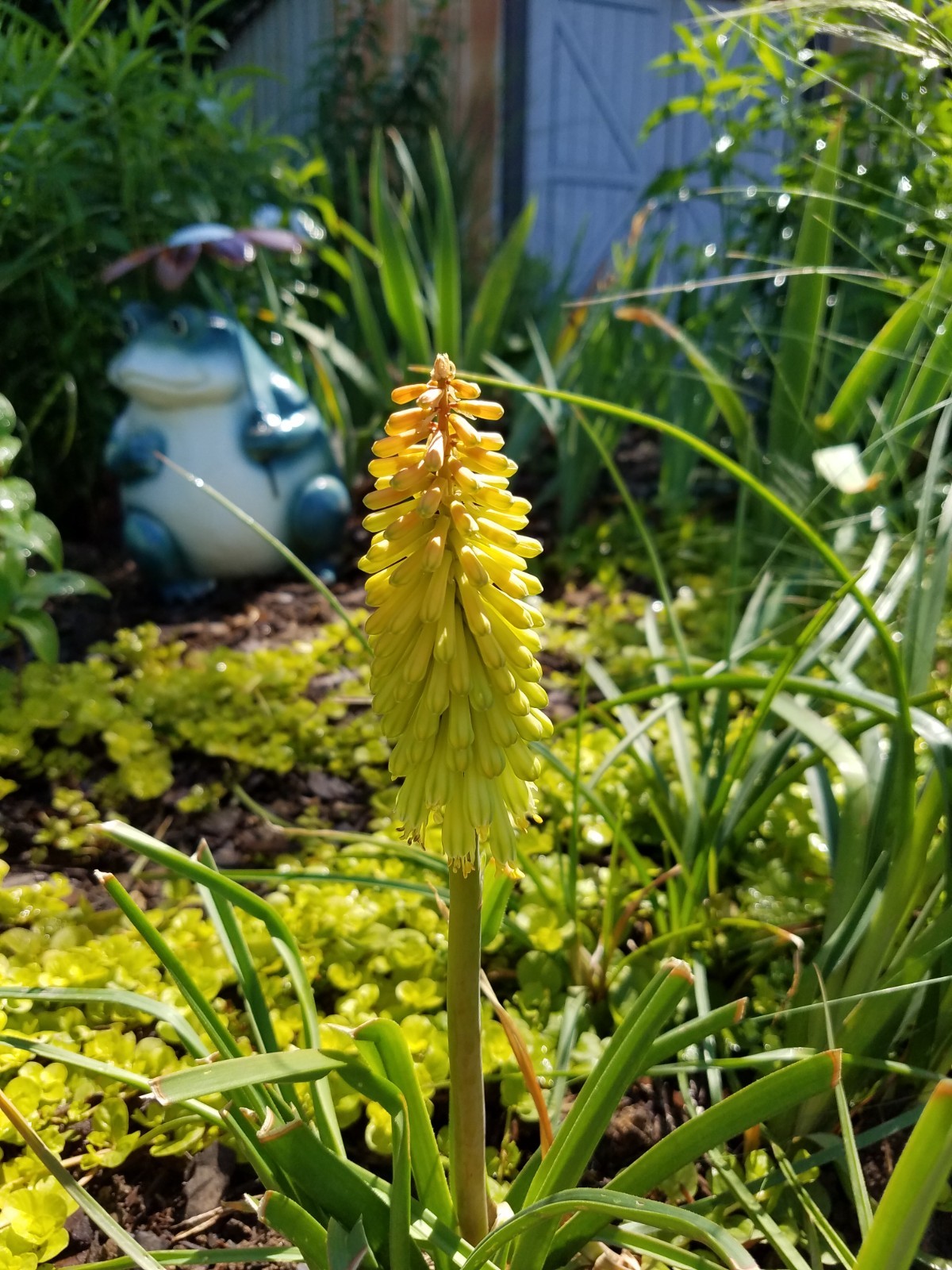 Poker Plant – Kniphofia SPANISH GOLD (Gold Rush) – 2 Plants – Perennial