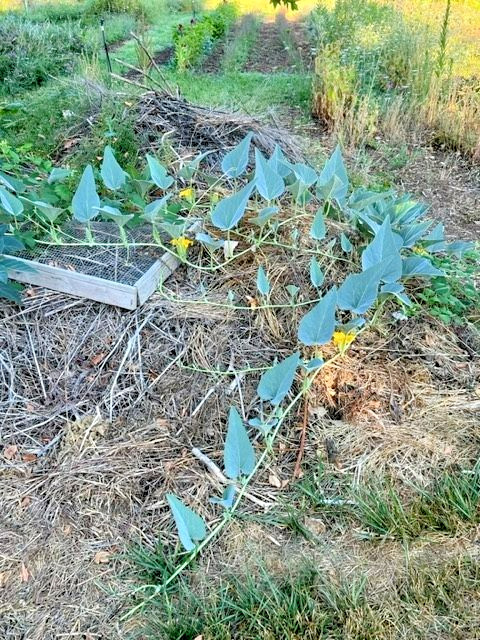 Buffalo Gourd Seeds 10ct Cucurbita foetidissima Rare Native Oil Plant Non-GMO
