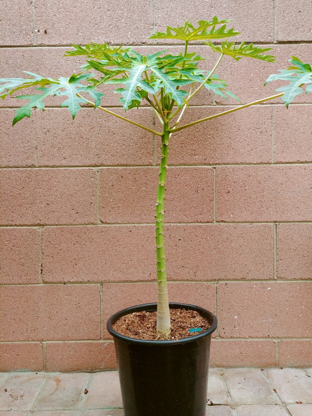 Dwarf Papaya (Braziliam) Tropical Fruit Tree