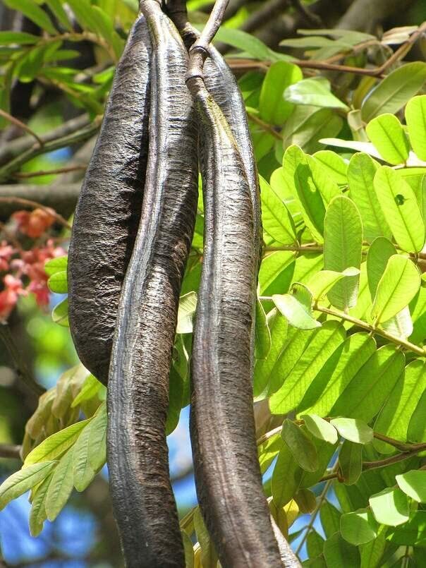 Pink Shower Tree Seeds for Planting (10 Seeds) – Cassia grandis