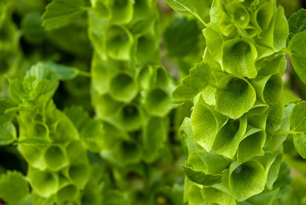 Bells of Ireland Flower Seeds – 30 Seeds – Rare Green Flower Petals – Excellent