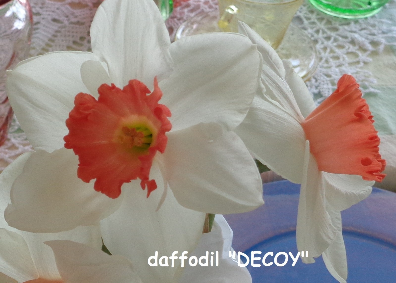 15 DAFFODIL BULBS white coral pink DECOY Narcissus Jonquils FromMyGarden *READ
