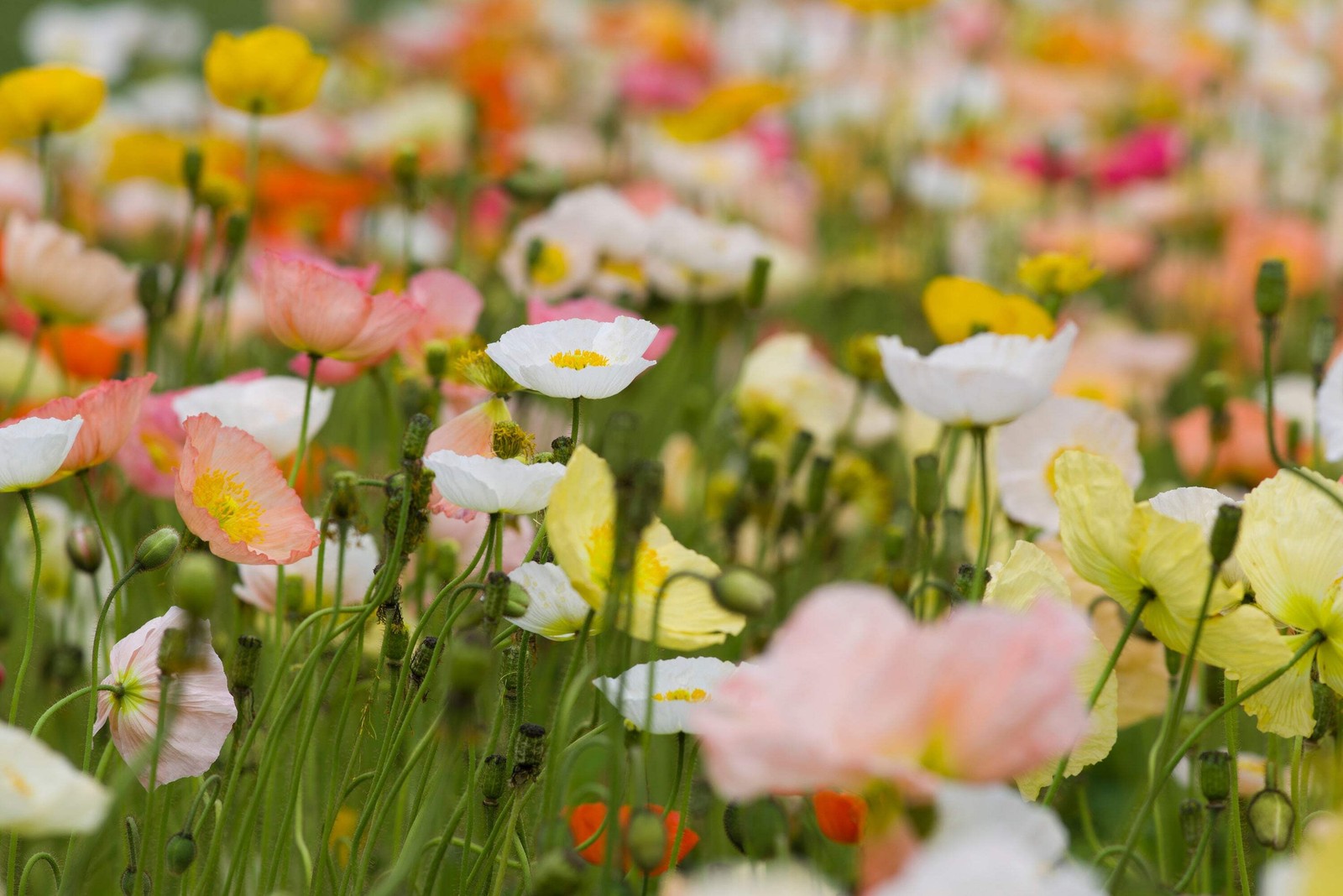 2500 ICELAND POPPY MIXED COLORS Papaver Nudicaule Flower Seeds *Flat S/H