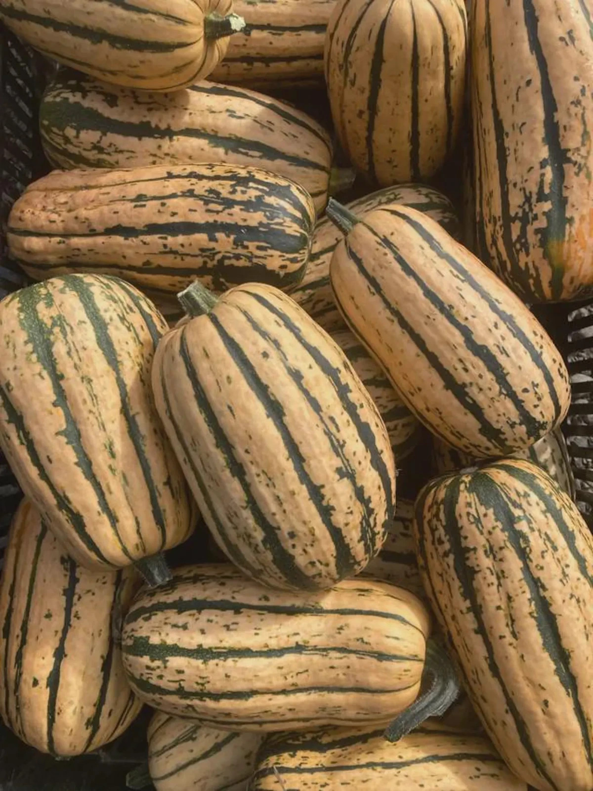 10 Honeyboat Delicata Squash Seeds. Organic. USA Seeds. Ships free