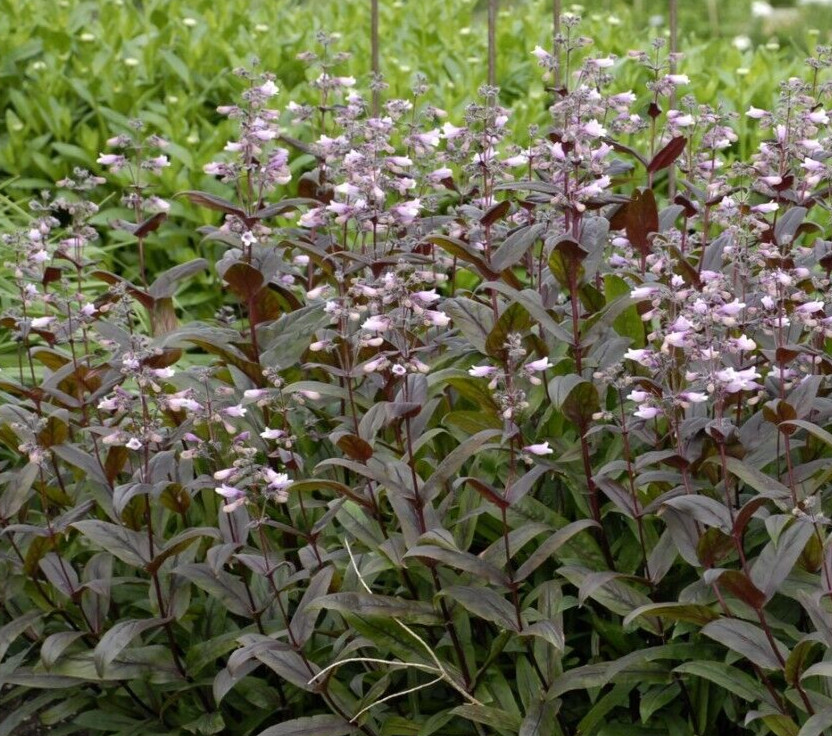 Penstemon, bearded tongue, dark leaf mix, 20 perennial seed, pollinators fav
