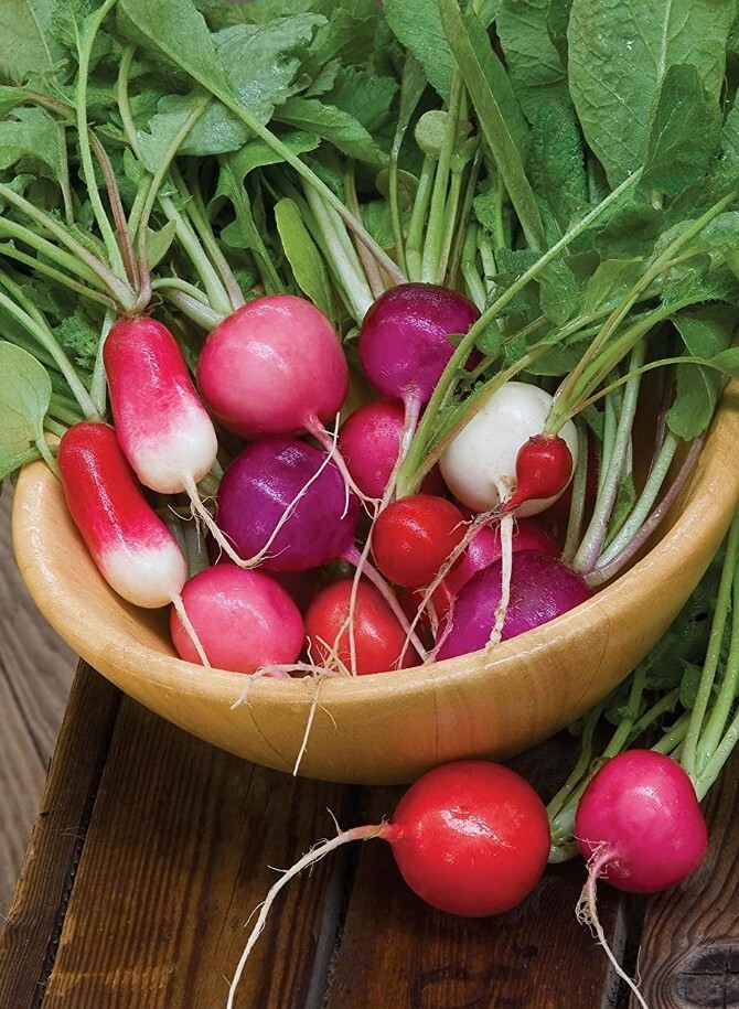 Burpee Fire n Ice Blend Radish 10 Seeds Organic non-GMO