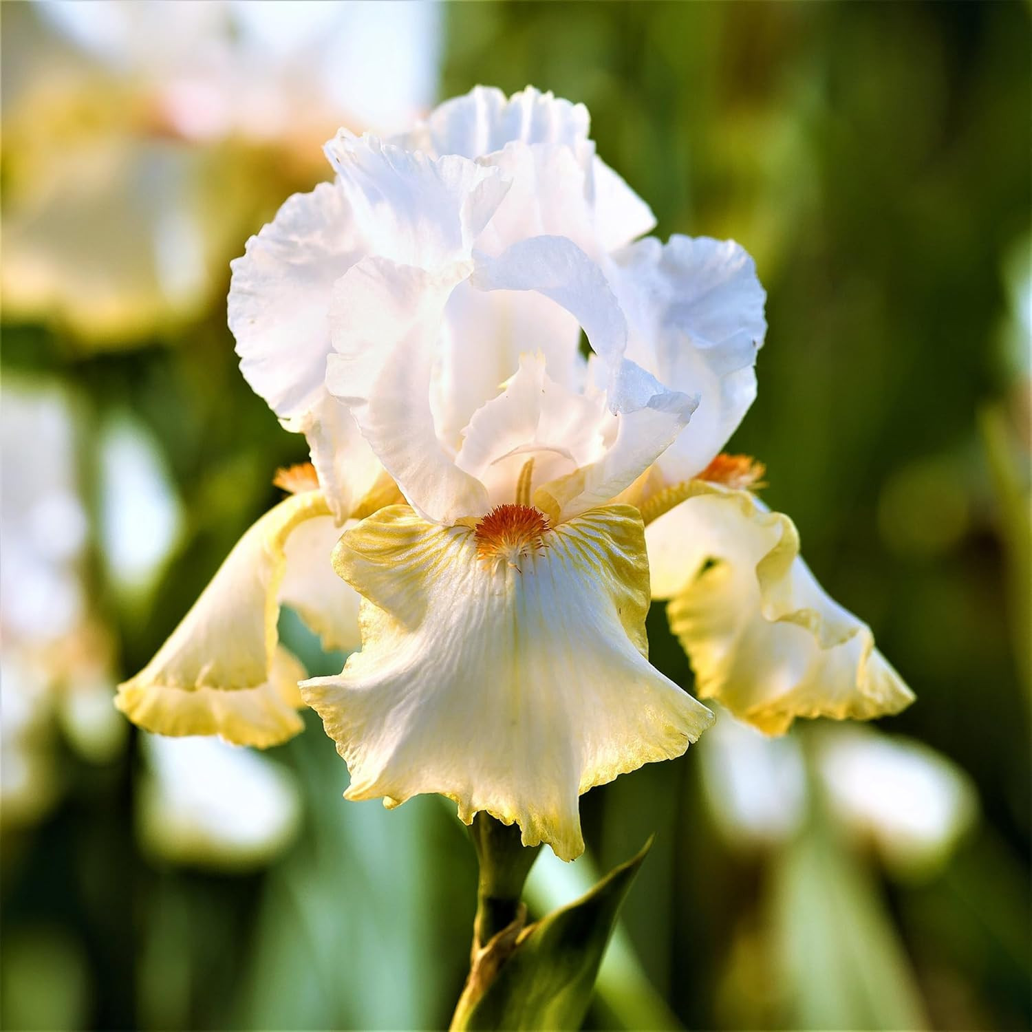 200+Mixed Rare Iris Flower Seeds to Plant Outdoor- Perennial Beautiful Blooms fo