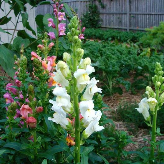 Snapdragon SNOWFLAKE Blooms Spring-Fall White up to 36″ Non-GMO 100 Seeds