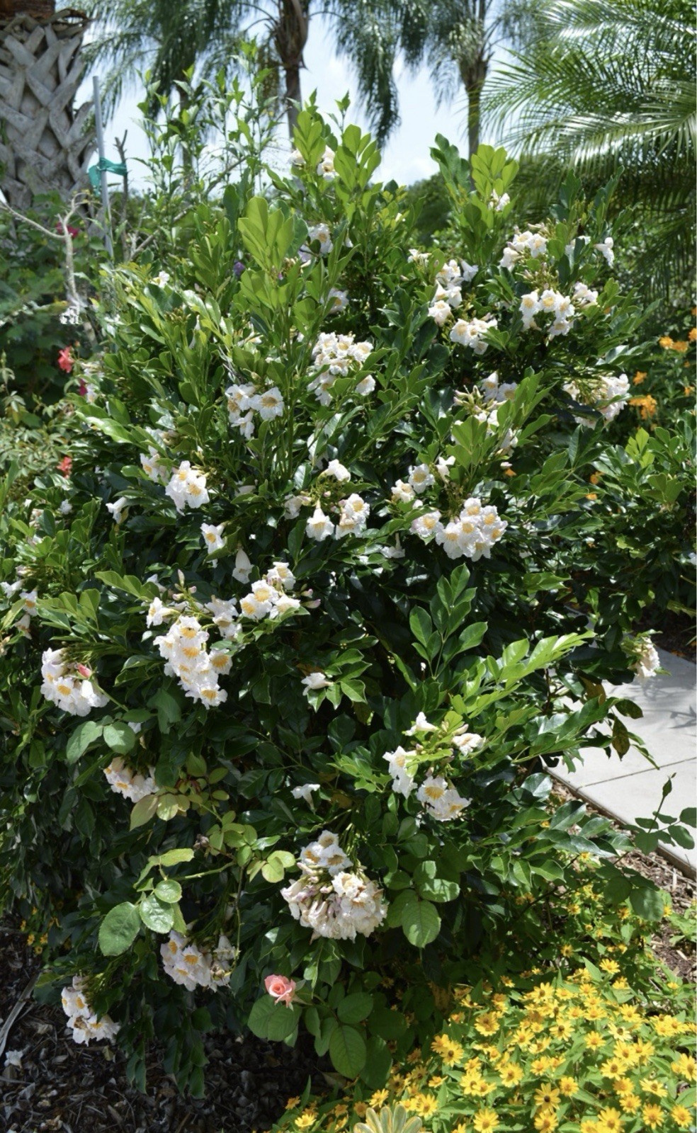 4″Pot of Dwarf Asian Tree Jasmine-RADEMACHERA KUNMING -AKA Dwarf Tree Jasmine