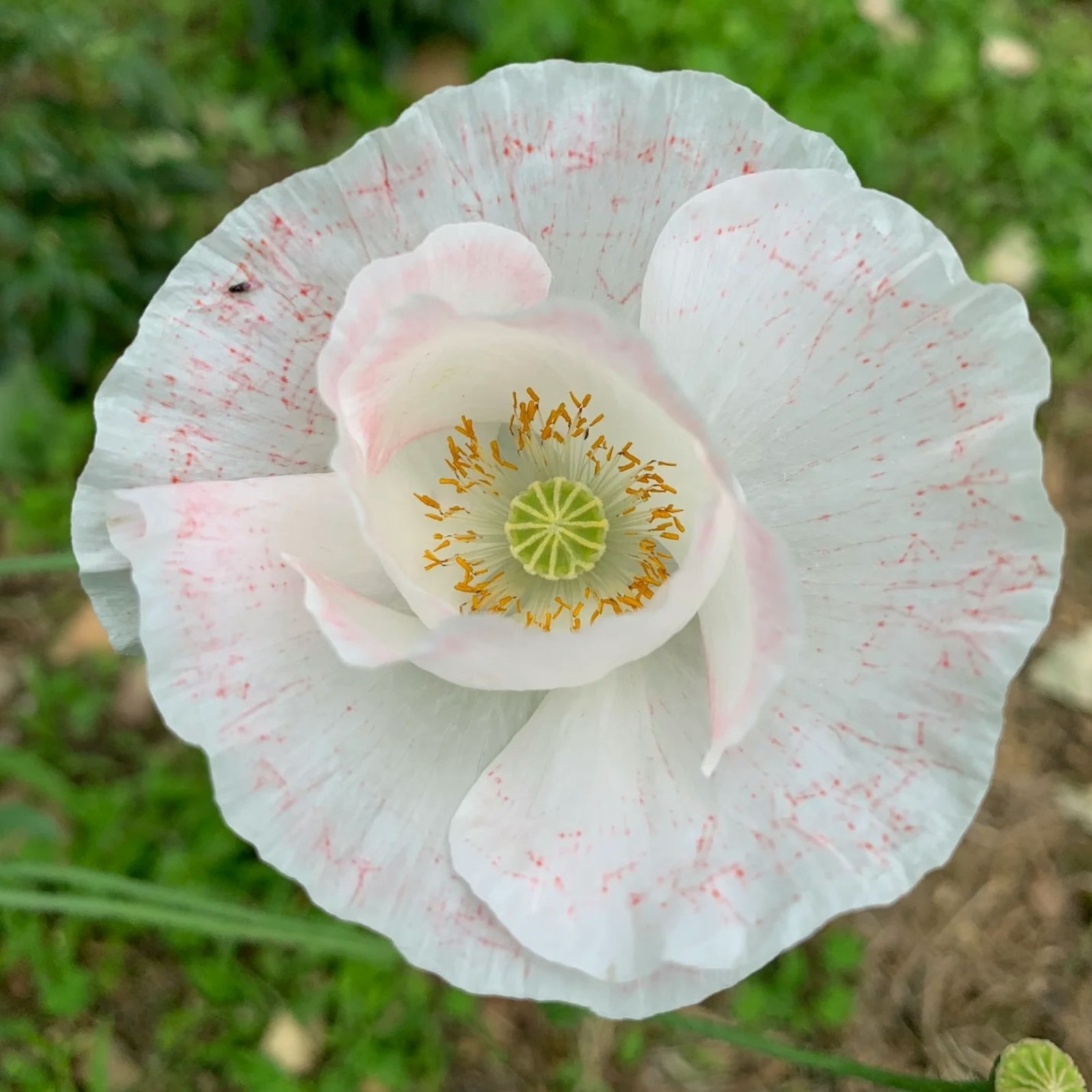 1000 White Poppy Seeds – Elegant Papaver rhoeas for Garden Beds & Borders