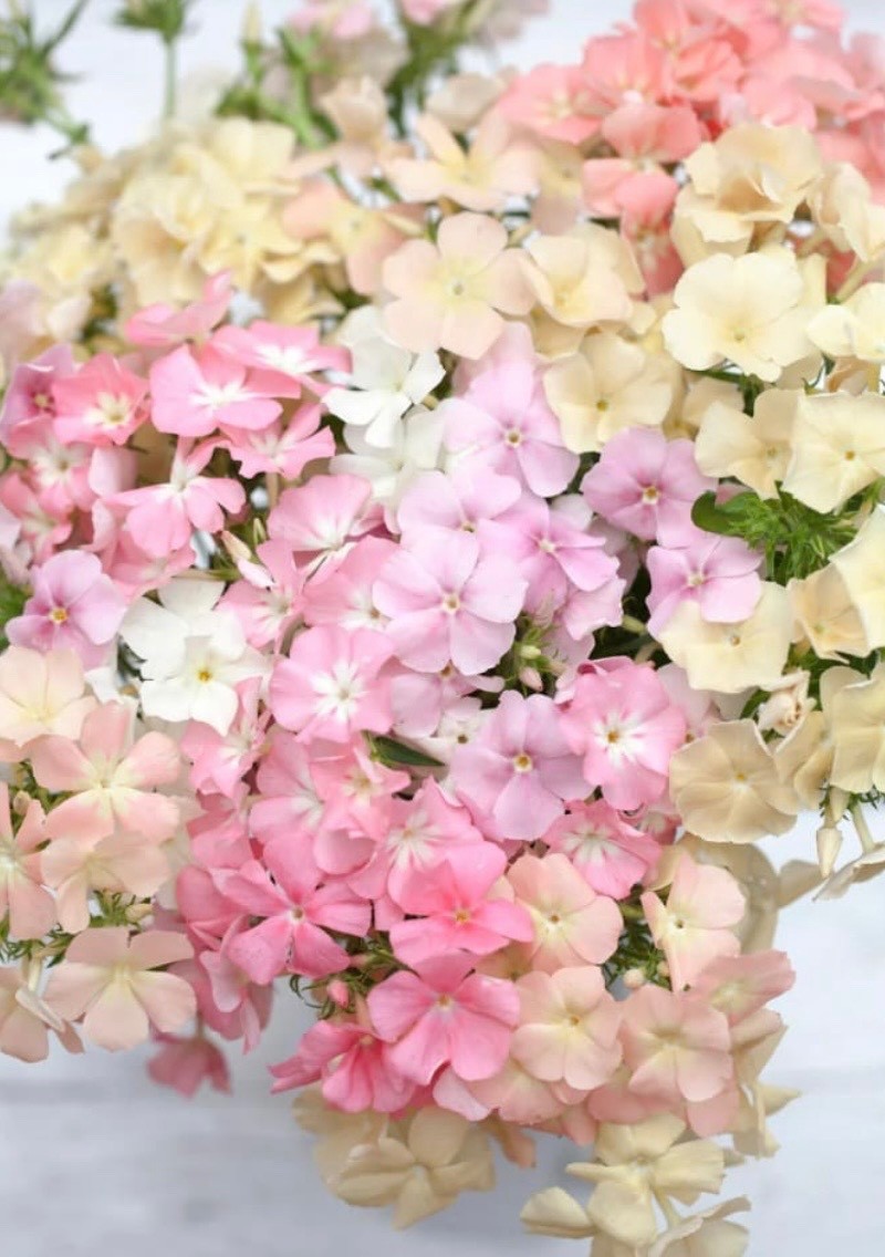 Phlox of Sheep PASTEL MIX – Fresh Seeds – Sweet Fragrance! Non-GMO USA-Native