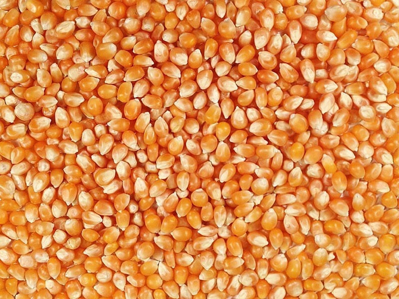Yellow Popcorn Seeds (100 seeds) ORGANIC