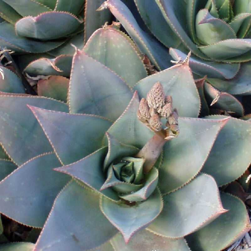 Aloe Striata Hybrid, Ghost Aloe, Coral Aloe, 5 Seeds. Free Shipping!