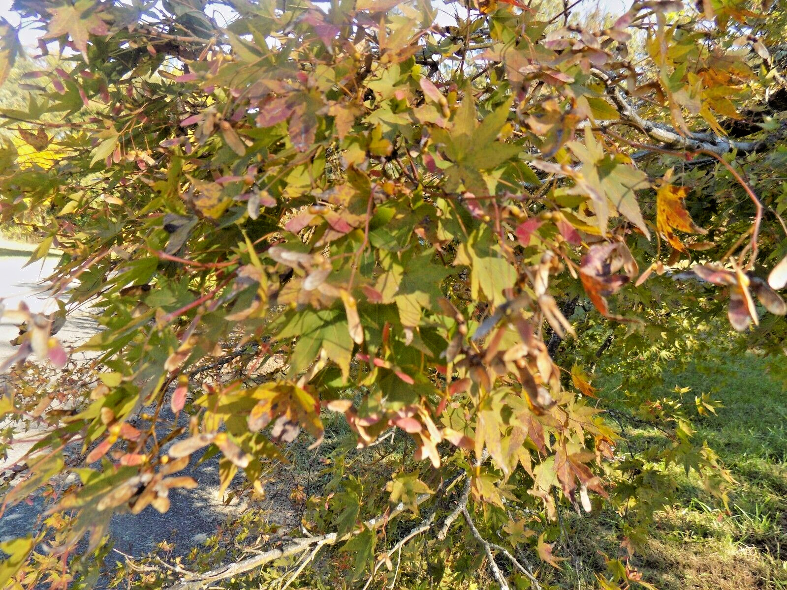 15 AUTUMN GLORY JAPANESE MAPLE SEEDS – Acer palmatum ‘Autumn Glory’
