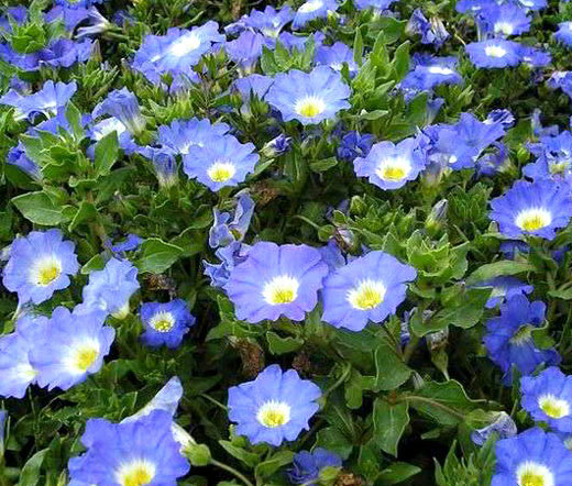 CHILEAN BELLFLOWER BLUE Nolana Paradoxa – 250 Bulk Seeds