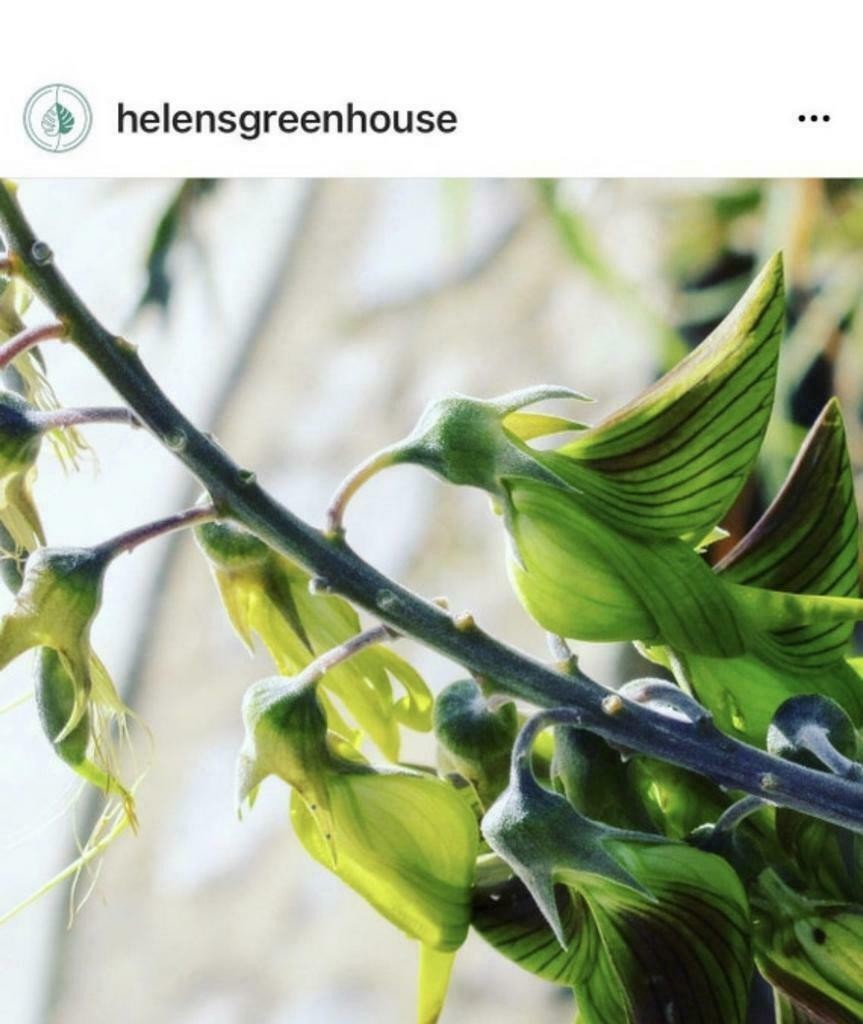 10 Regal Bird Flower Seeds, crotalaria cunninghamii Hummingbird Flower seeds