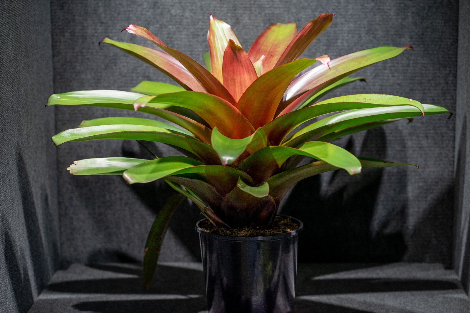 Alcantarea Imperialis Red 9″ pot