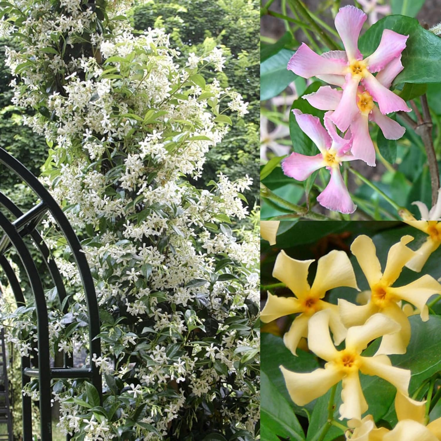 200+ Mixed Star Jasmine Flower Seeds — Non-GMO Climbing Jasmine Seeds Fragrant