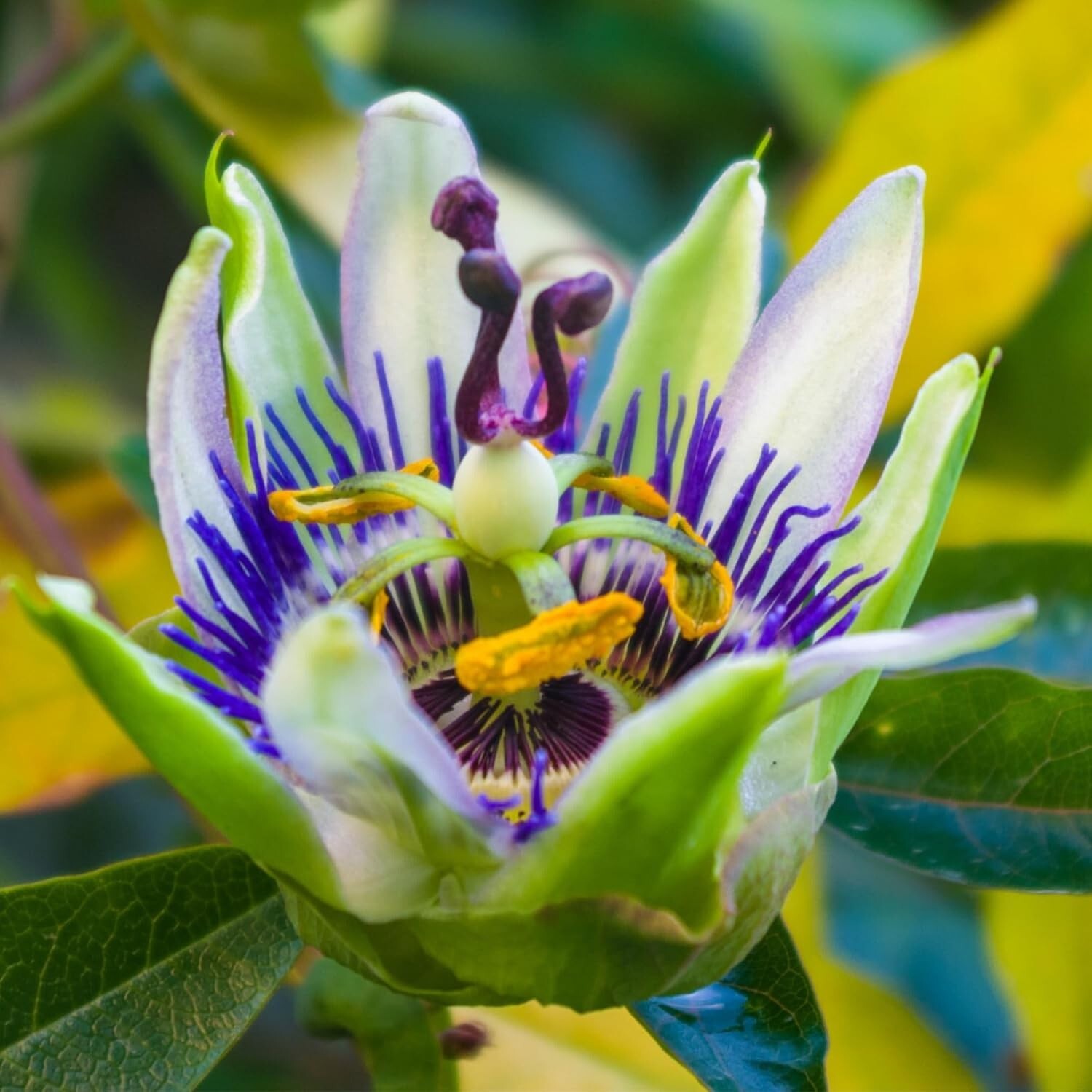 5 Packs of Royal Blue Passion Flower Seeds – Hardy Vines for Ornamental Climbing