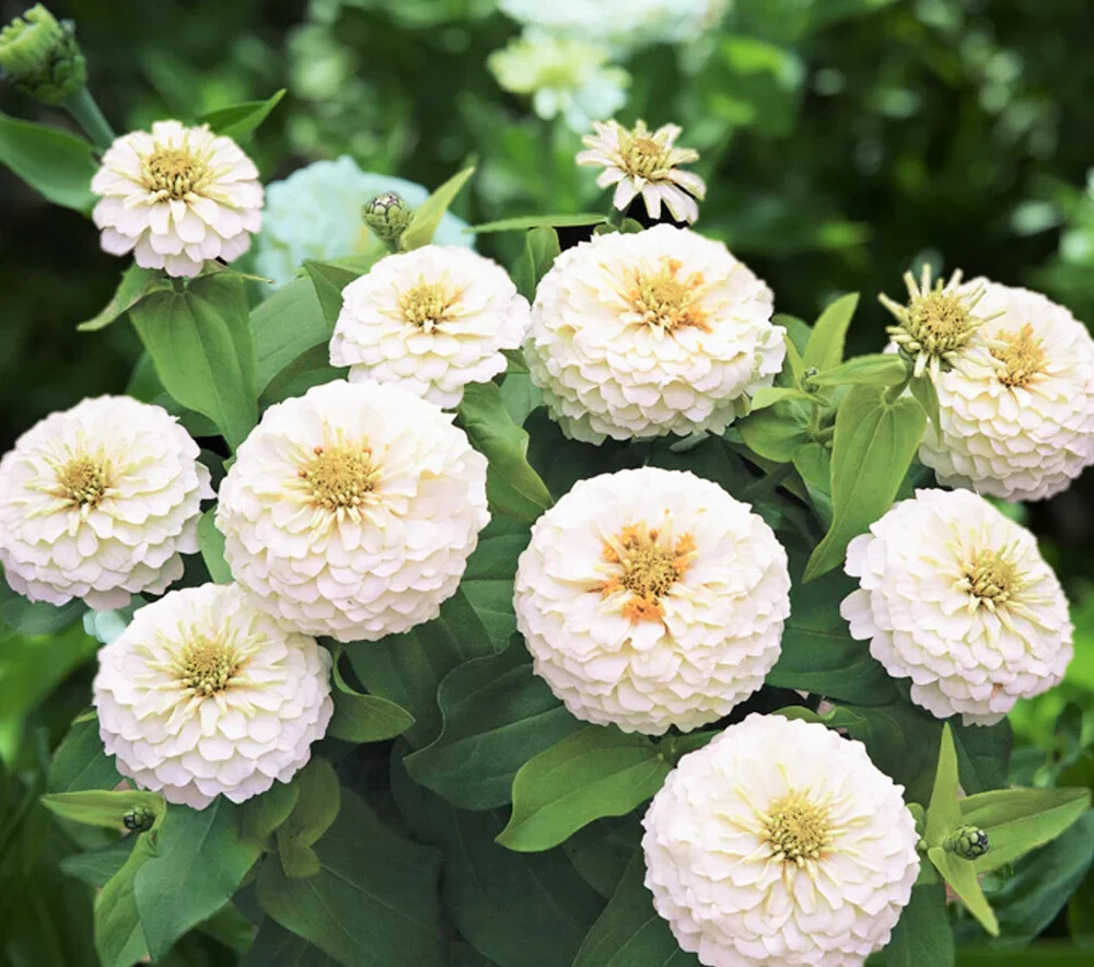 750+ POLAR BEAR ZINNIA COLORFUL FRESH HARVEST FOR GARDENS