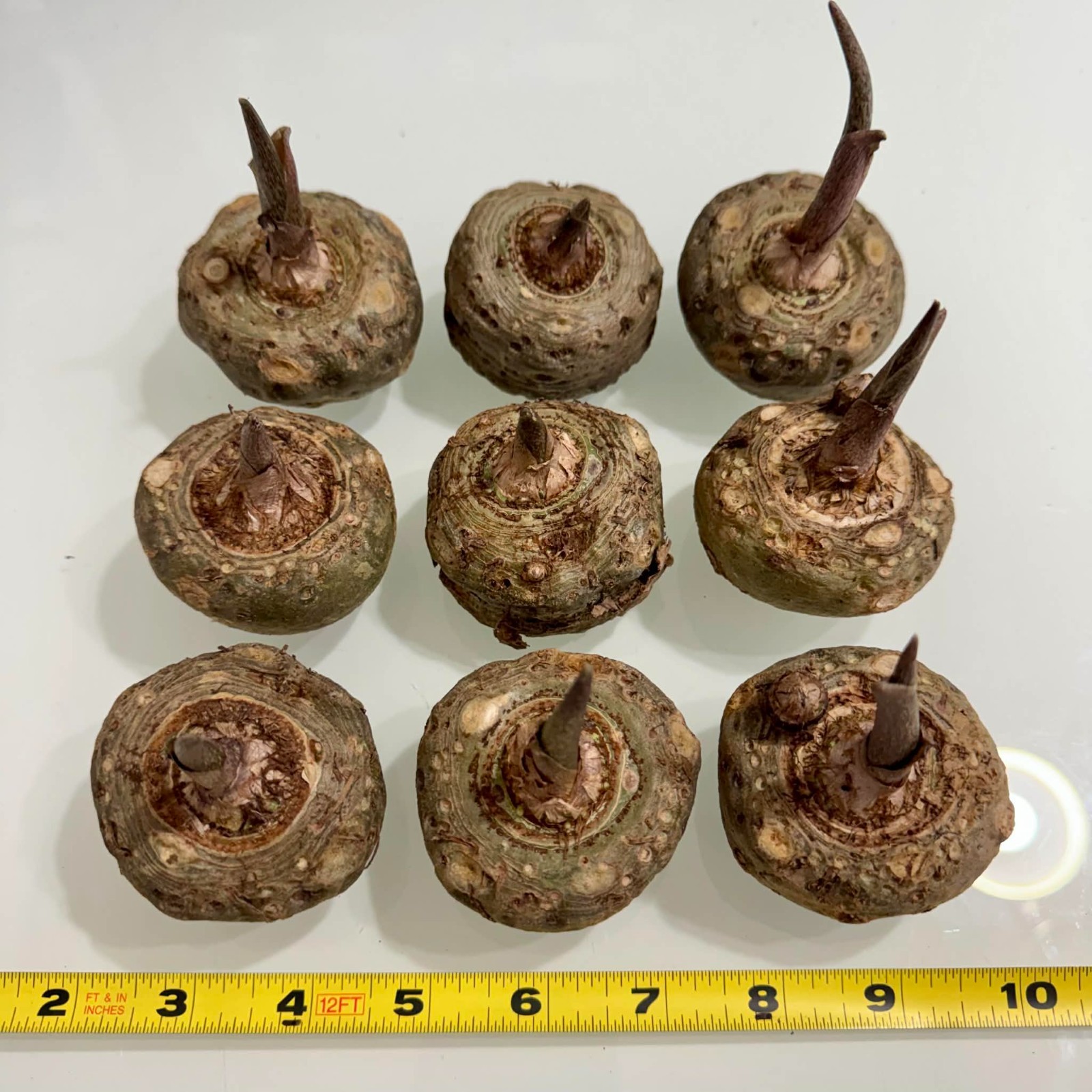 Sauromatum Venosum Voodoo Lily Corpse Flower Amorphophallus Bulbs Tubers Corms