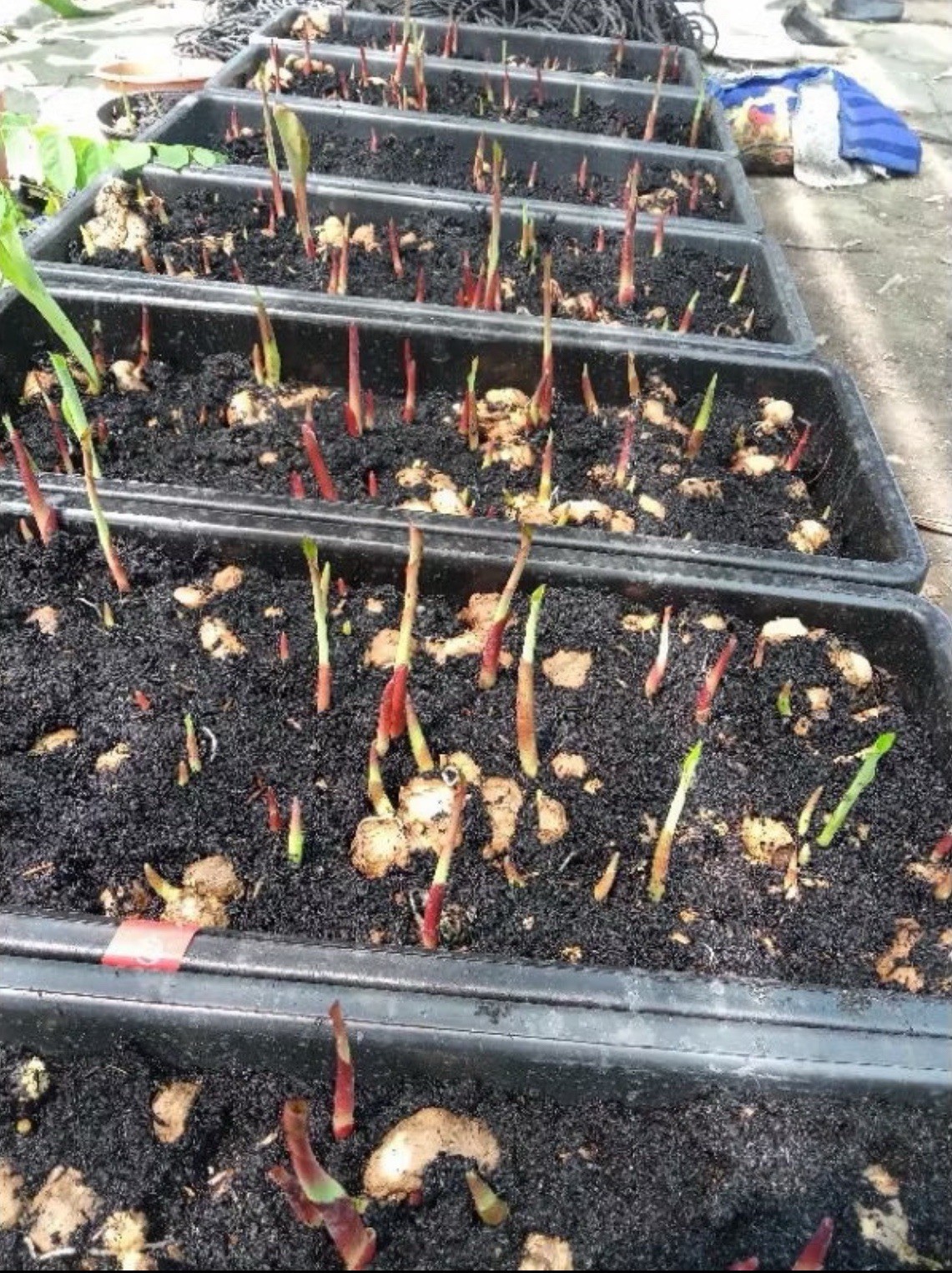 AUTHENTIC Colocasia Kraktii 1 bulbs