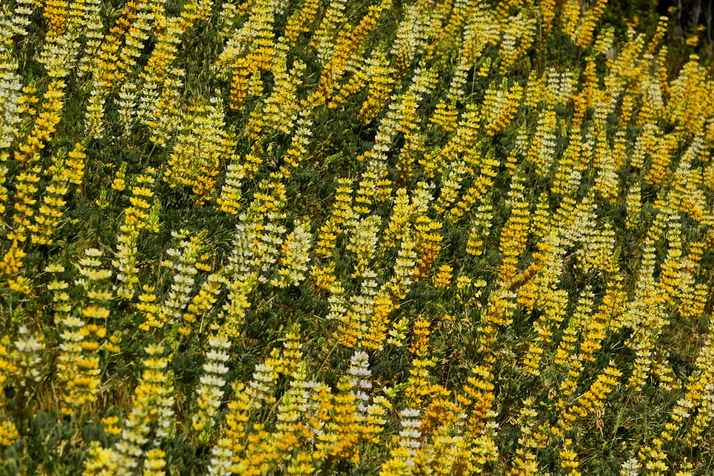 Lupinus Densiflorus – Yellow Lupine seed