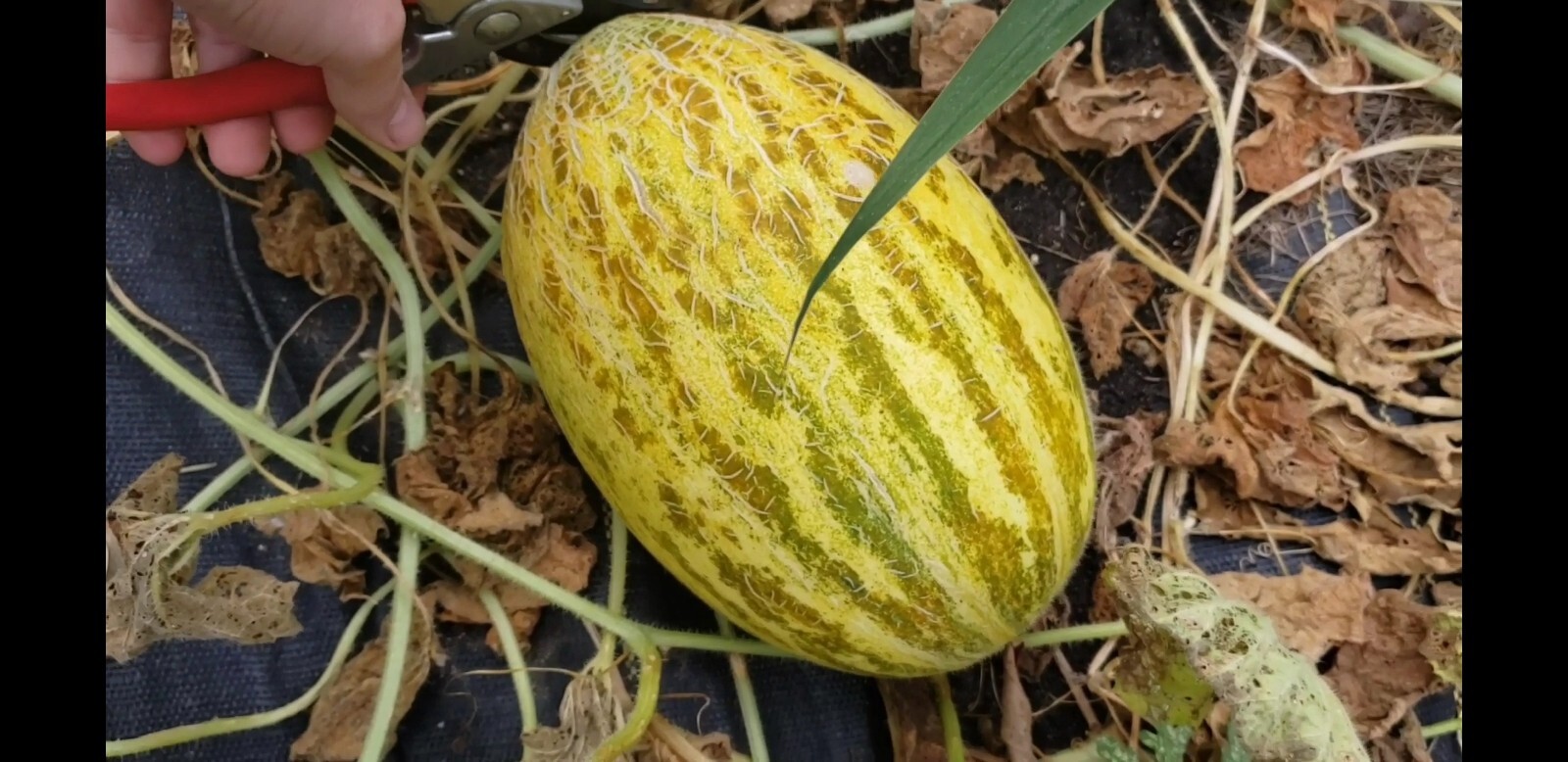 Polish Honey Melon Seeds Organic Heirloom Sweet Banana Cream Pie Aroma -Tracking