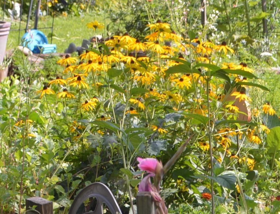 1 GRAM + Rudbeckia Hirta/Black-Eyed Susan/Native Eastern & Central US/Organic