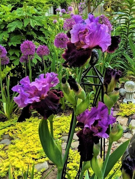 GERMAN Tall Bearded Iris “I’M BACK” – 1 Plant/ Rhizome