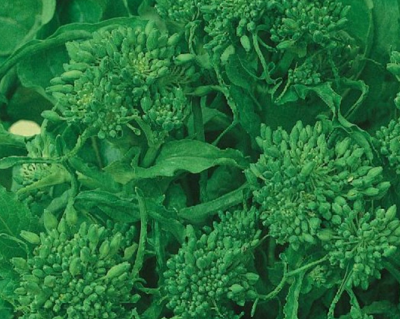 Rapini Broccoli EARLY FALL Broccoli Raab Italian Greens Healthy NonGMO 500 Seeds