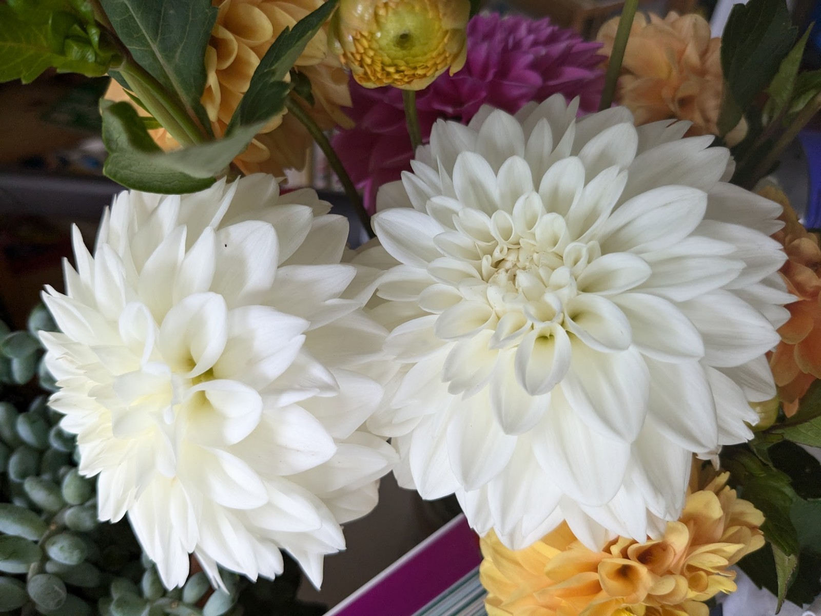 Dahlia tubers bulbs for planting – grown in Maryland