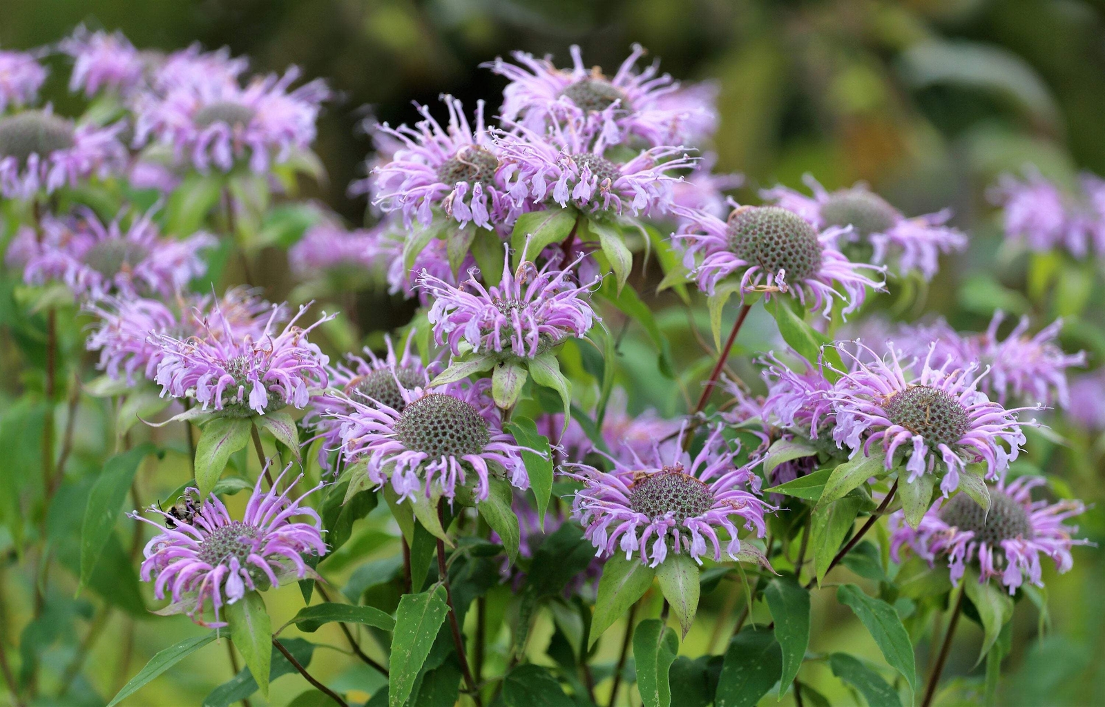 1000 WILD BERGAMOT Monarda Fistulosa Bee Balm Oswego Tea Herb Purple Flower Seed