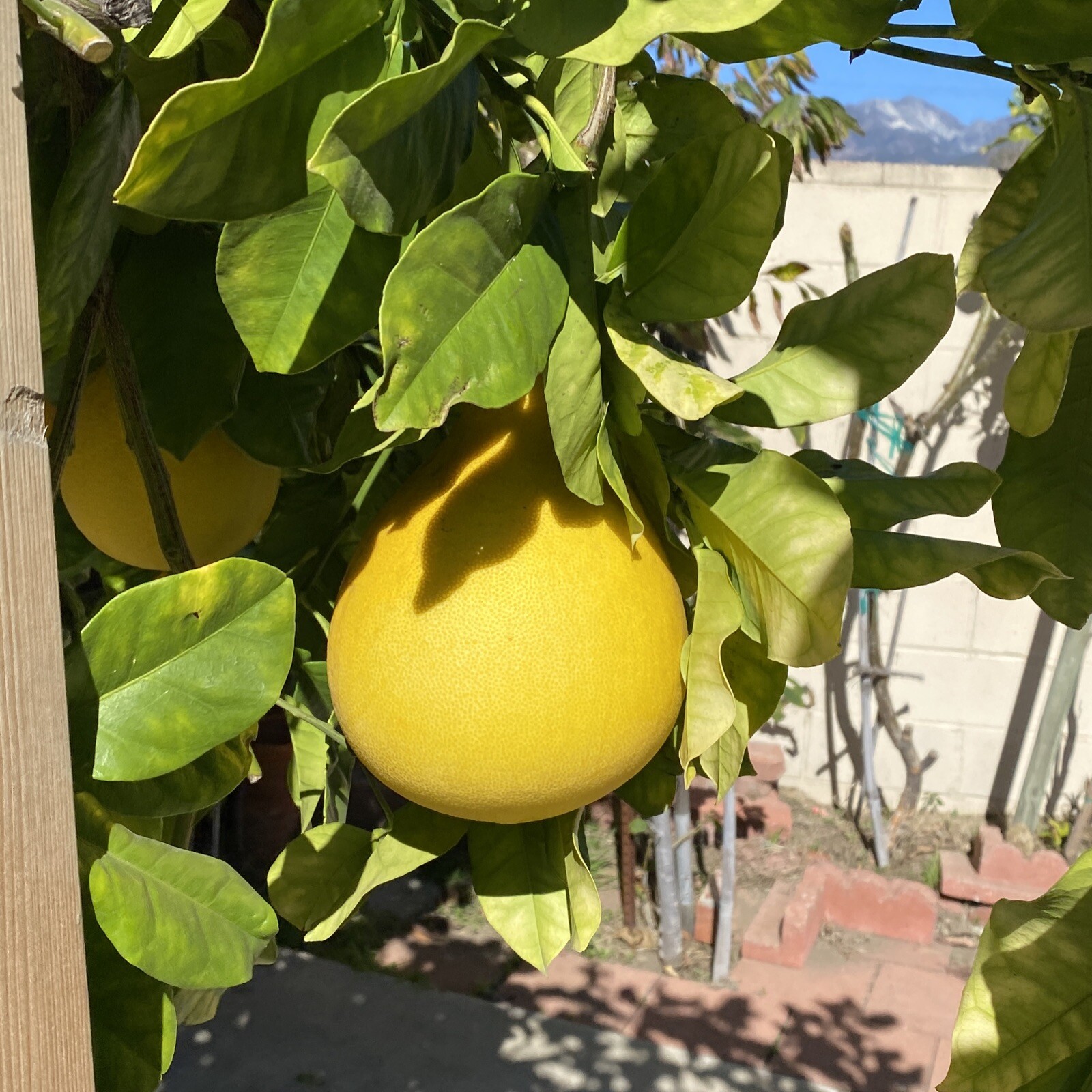 15 Seeds, Dry Giant Pummelo, Citrus, Pomelo Bưởi Năm Roi USA Seller