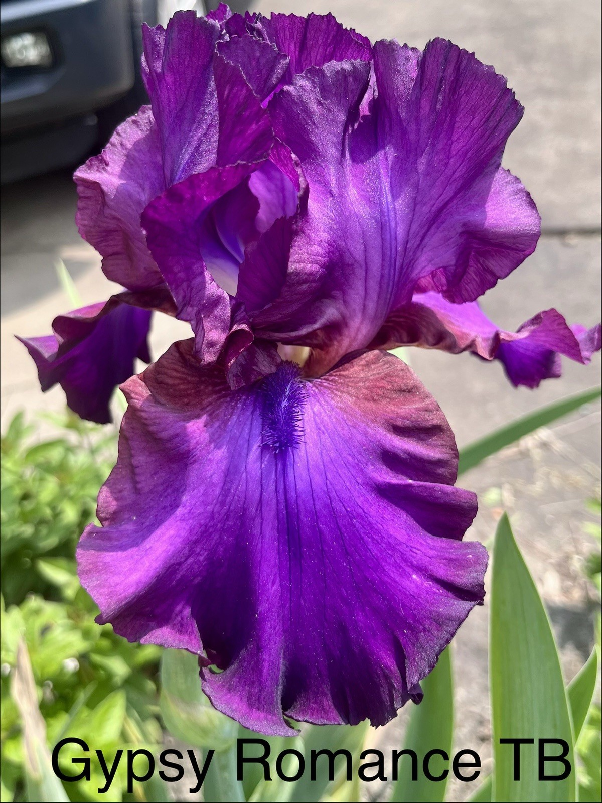 Collection Of 6 Different Tall Bearded Iris Rhizomes