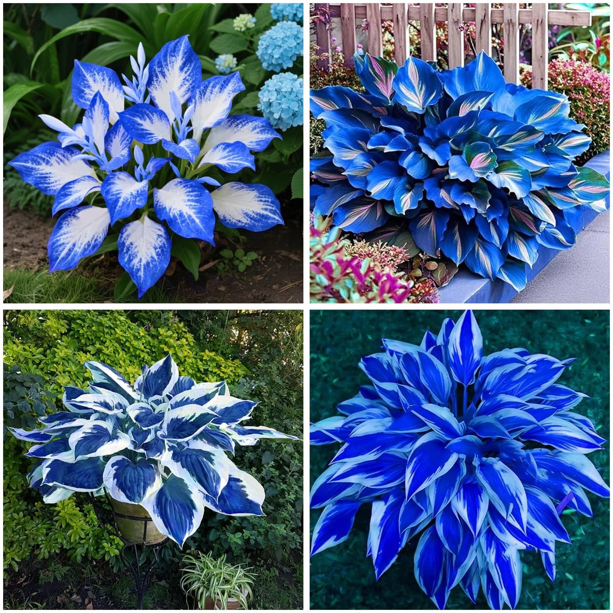 Hosta Seeds Blue and Black (300+ Seeds),Hosta Seeds Blue Perennial for Planti…