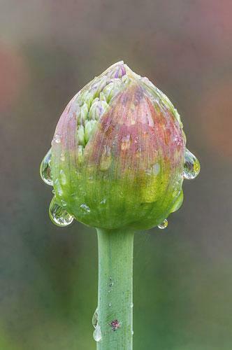 Allium jesdianum | Ornamental Onion or Allium | ‘Michael Hoog’ | 10 Seeds