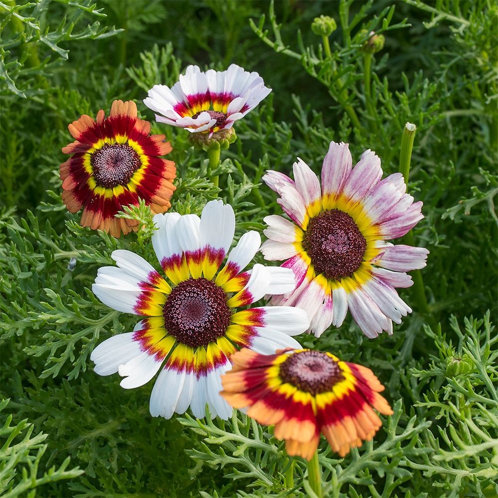 Painted Mix Daisy Seeds | Tricolor Daisies Rainbow Wildflower Flower Seed 2025
