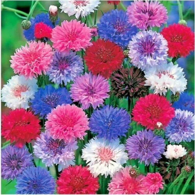 200 Bachelor Button Polka Dot Mix seeds. USA Seeds. Organic. Ships free