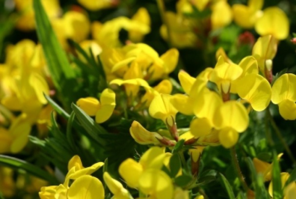 BIRD’S FOOT TREFOIL 100 FRESH SEEDS FREE SHIPPING