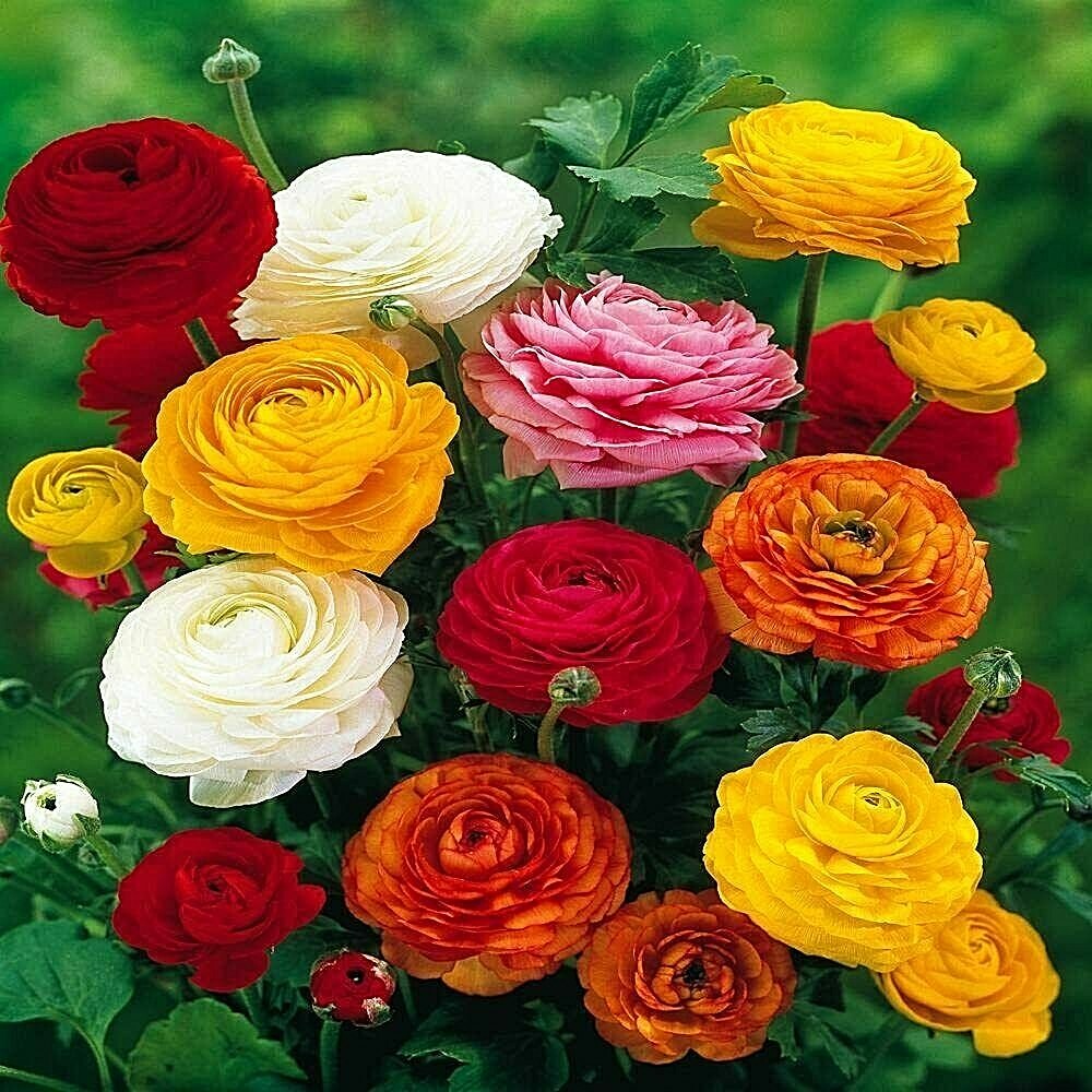 Ranunculus Asiaticus Mixed Colors (20 Bulbs) Beautiful Colors