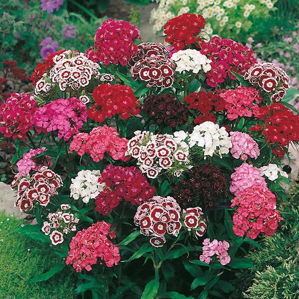 500 -SWEET WILLIAM SINGLE MIX SEEDS FRESH HARVEST FOR 2024 GARDENS