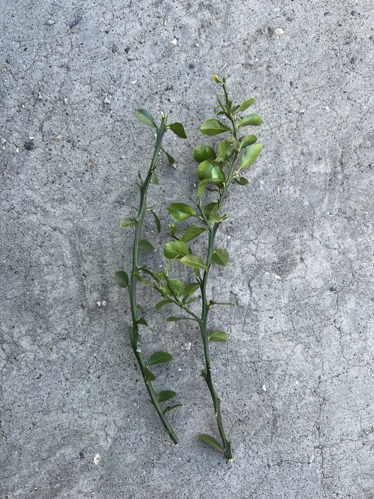 Australian Finger Lime 2 Cuttings No Root Ready To Plant