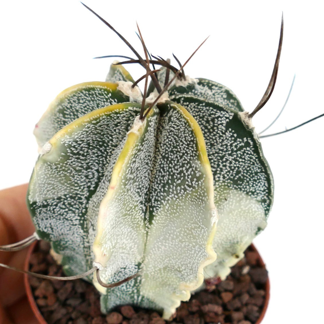 Astrophytum Capricorne Major Seeds 5 Seeds Free Shipping!