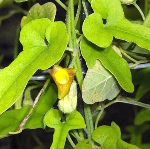 Aristolochia heterophylla 10 seeds