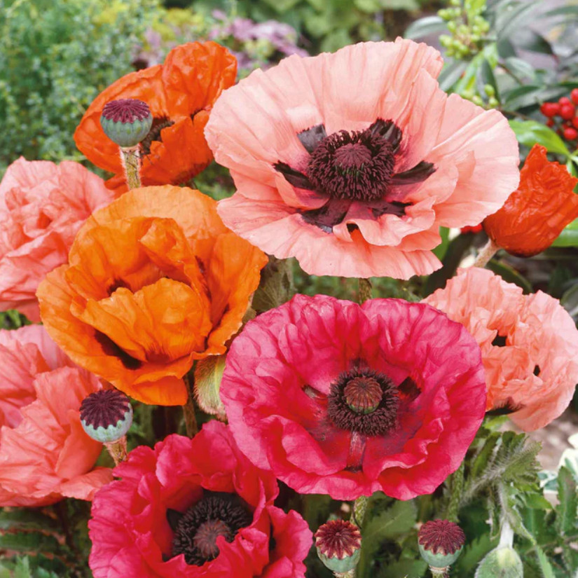 Landscaper’s Pack Poppy ORIENTAL Mixed Red+ Perennial Papaver Non-GMO 2000 Seeds